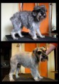 /album/fenykepgaleria/torpe-schnauzer-test-jpg/